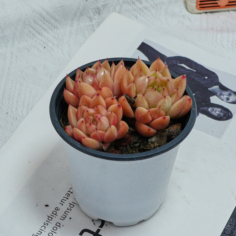 4'' Echeveria Green Submariner, Rare Live Succulent Plants
