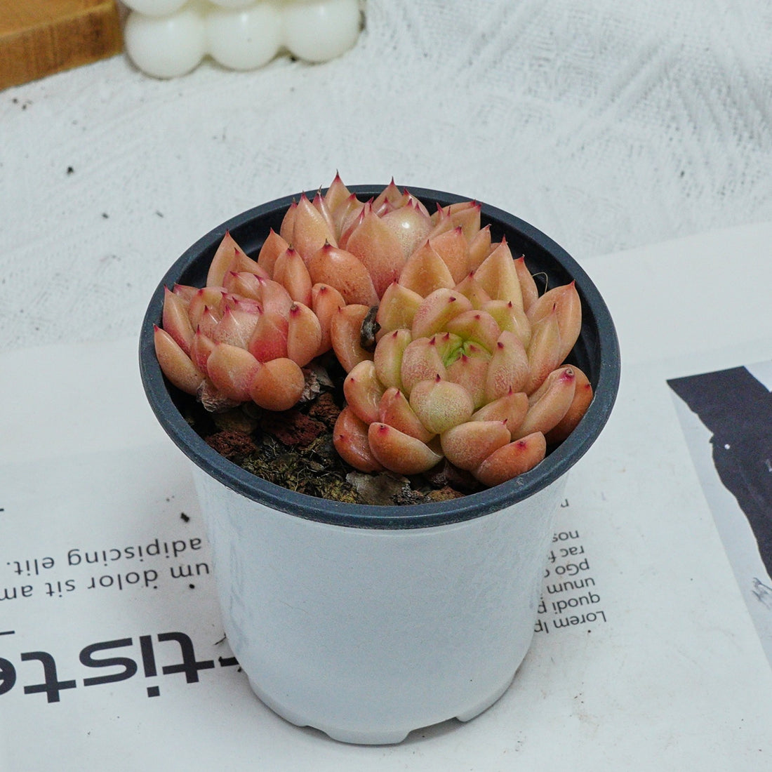 4'' Echeveria Green Submariner, Rare Live Succulent Plants