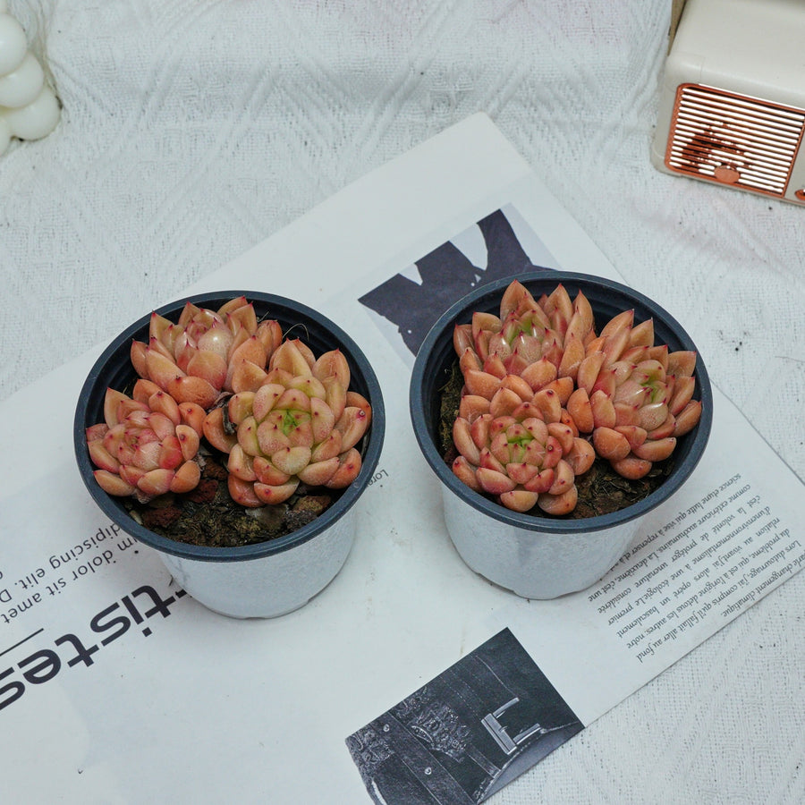 4'' Echeveria Green Submariner, Rare Live Succulent Plants