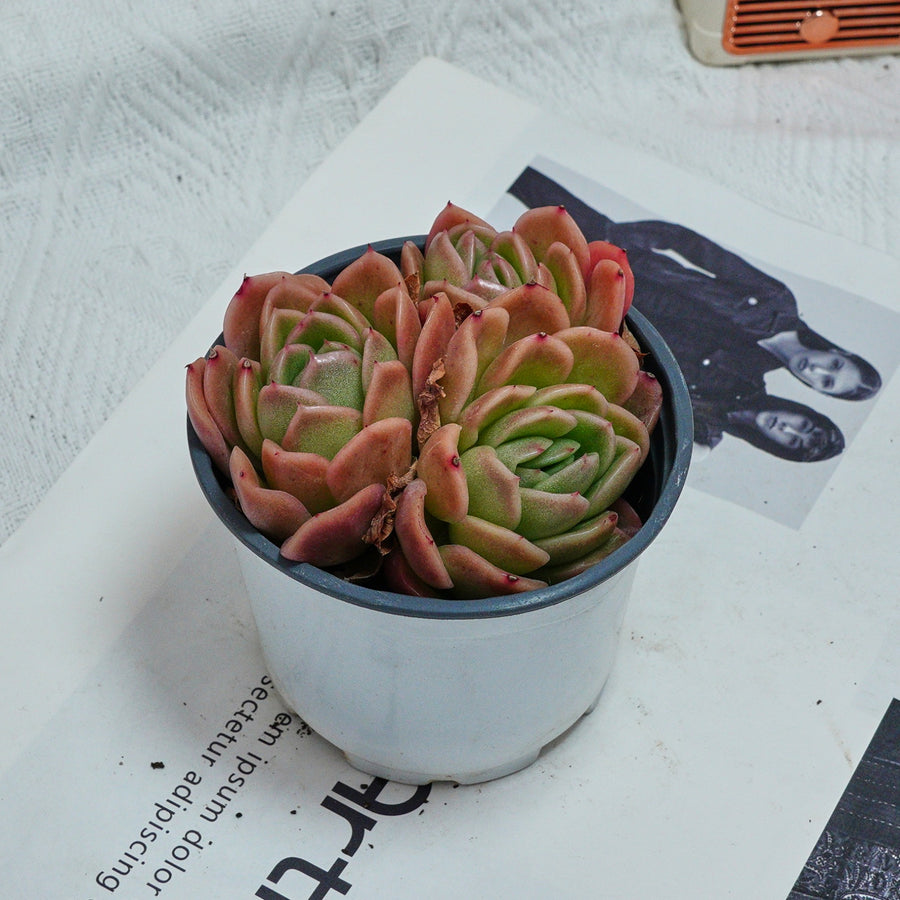 4'' Echeveria Gilva, Rare Live Succulent Plants