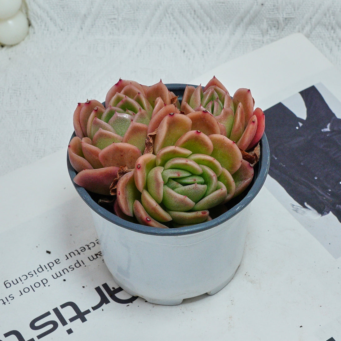 4'' Echeveria Gilva, Rare Live Succulent Plants