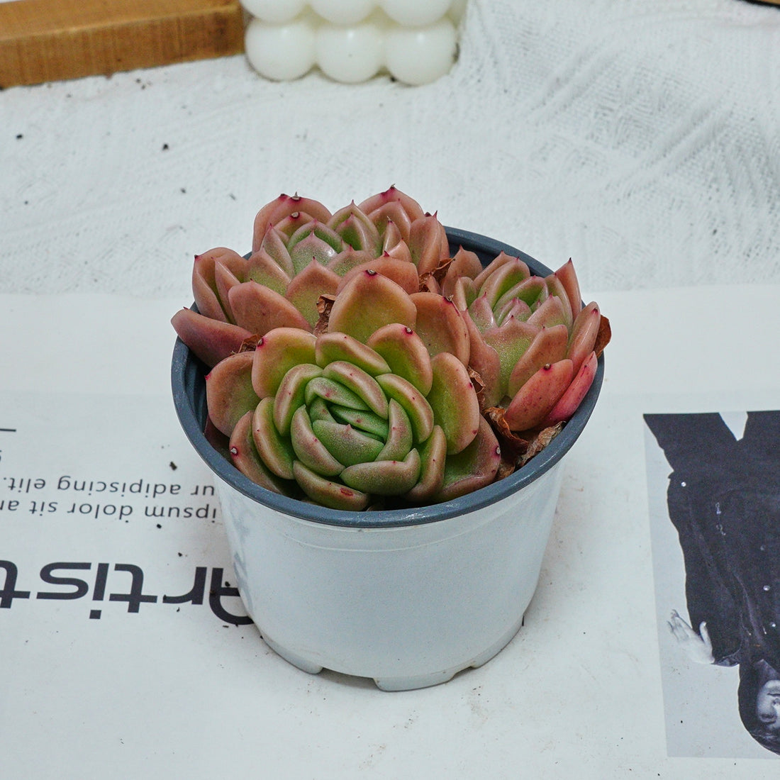 4'' Echeveria Gilva, Rare Live Succulent Plants