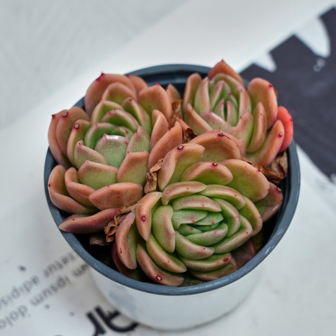 4'' Echeveria Gilva, Rare Live Succulent Plants