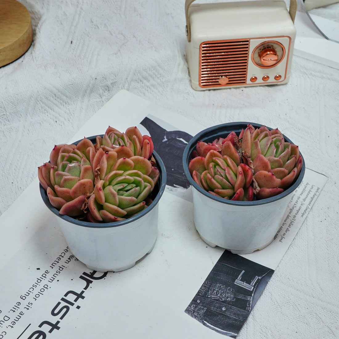 4'' Echeveria Gilva, Rare Live Succulent Plants