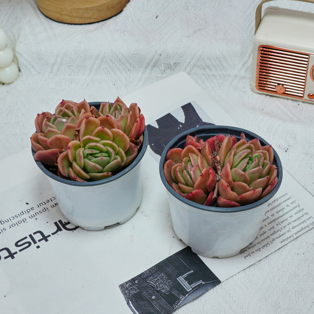 4'' Echeveria Gilva, Rare Live Succulent Plants