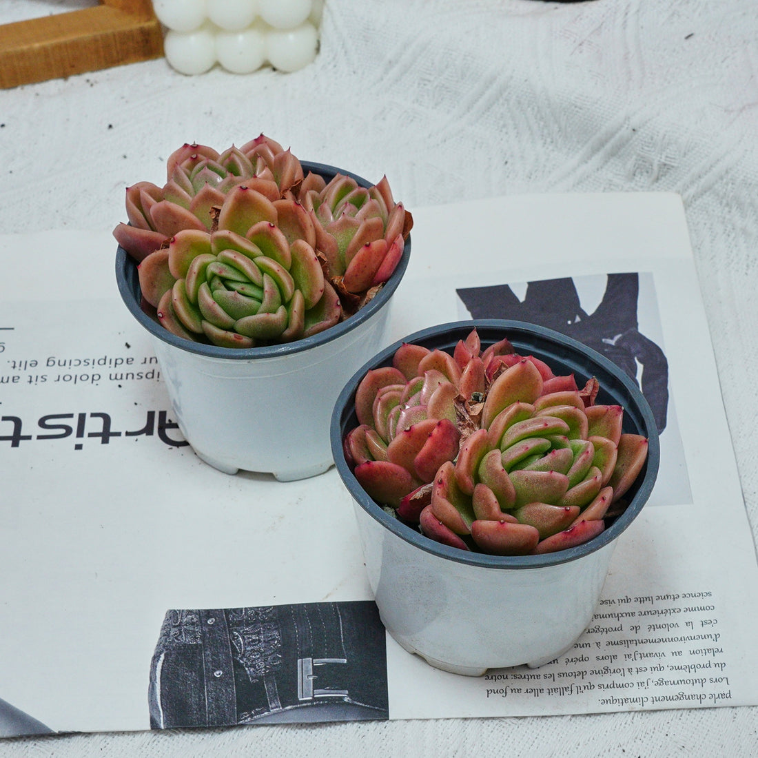 4'' Echeveria Gilva, Rare Live Succulent Plants