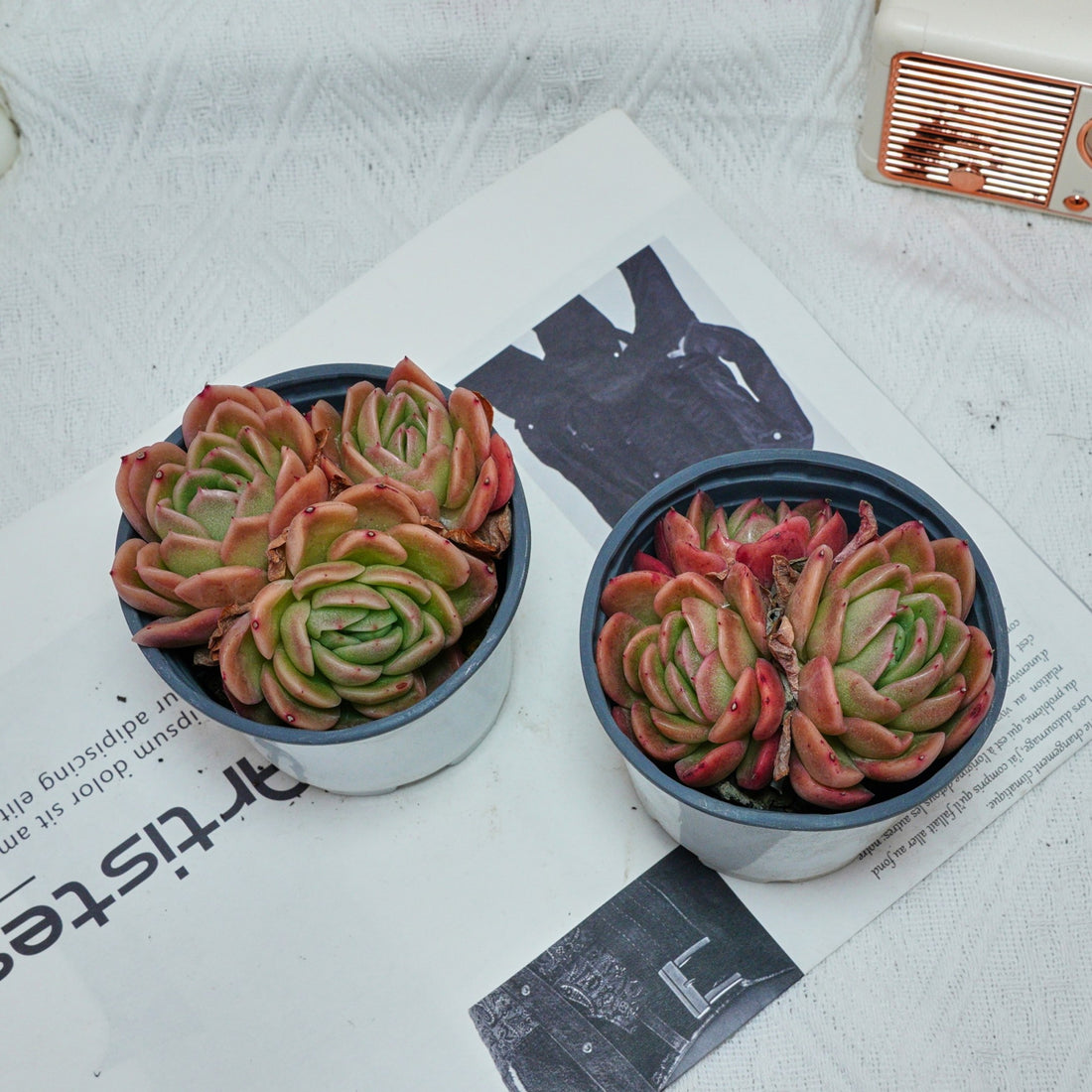 4'' Echeveria Gilva, Rare Live Succulent Plants