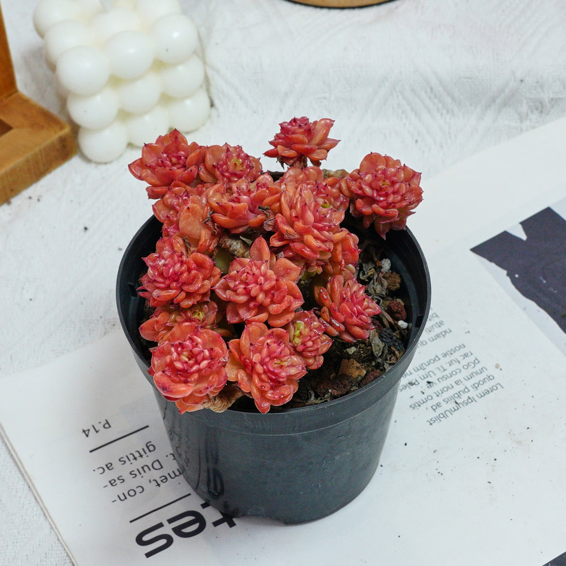 5'' Echeveria Rolly, Rare Live Succulent Plants
