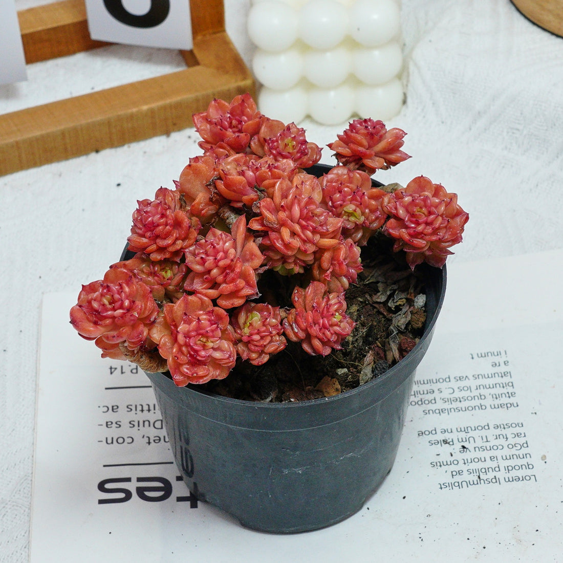 5'' Echeveria Rolly, Rare Live Succulent Plants