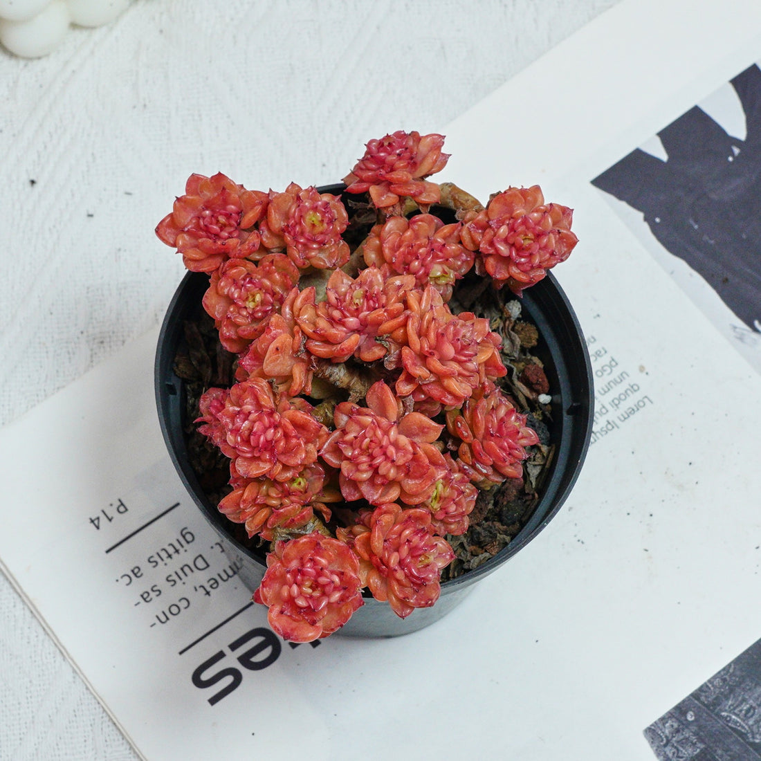 5'' Echeveria Rolly, Rare Live Succulent Plants