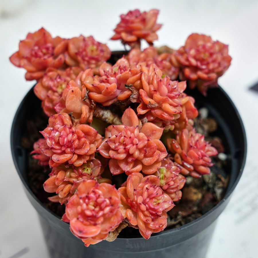 echeveria rolly cluster succulent plant 5'' Echeveria Rolly, Rare Live Succulent Plants – cocosucculent