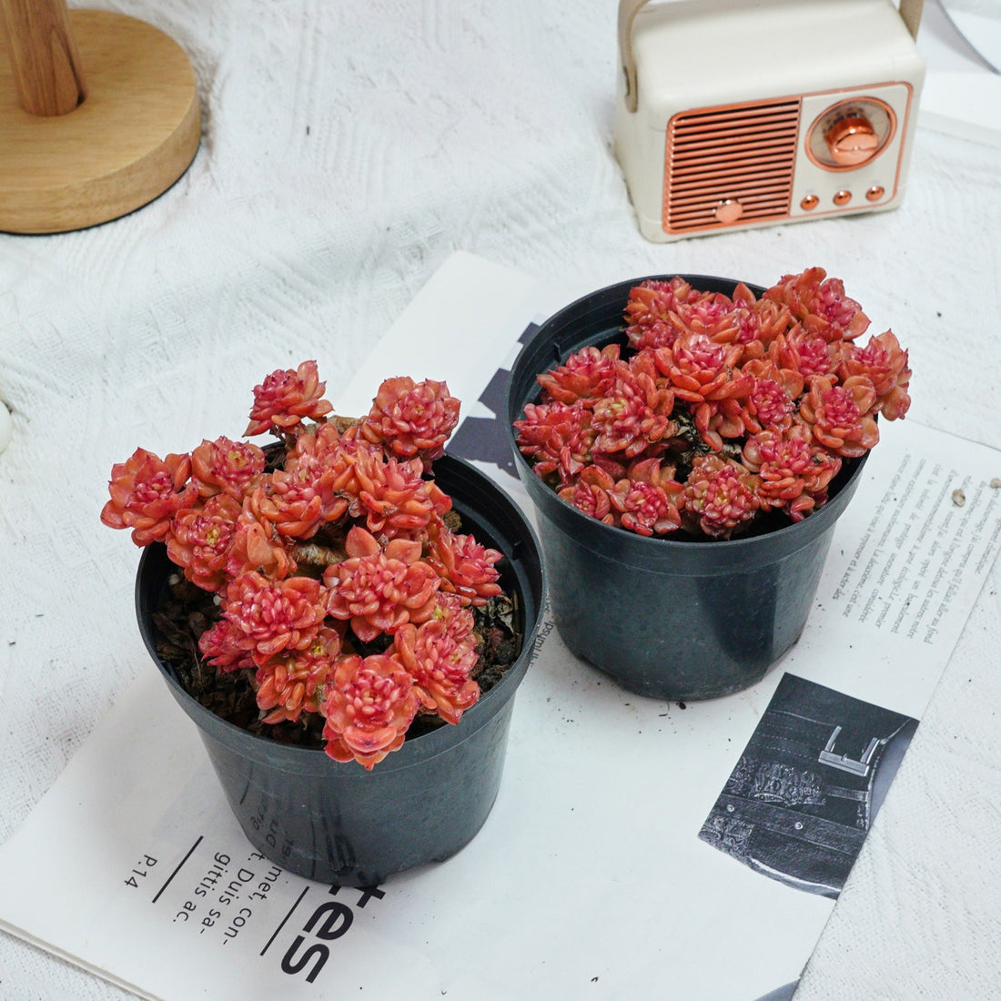 5'' Echeveria Rolly, Rare Live Succulent Plants