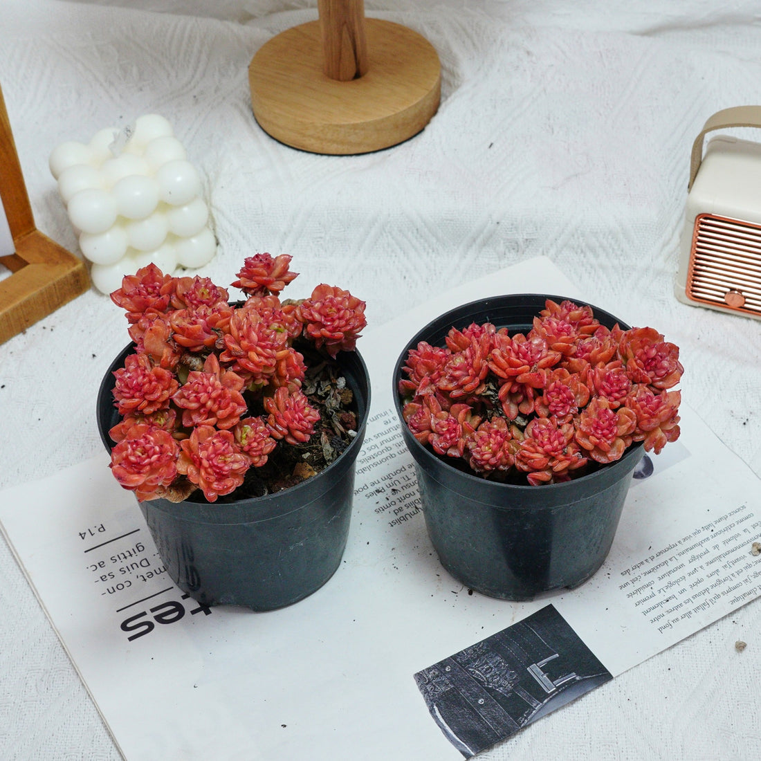 5'' Echeveria Rolly, Rare Live Succulent Plants
