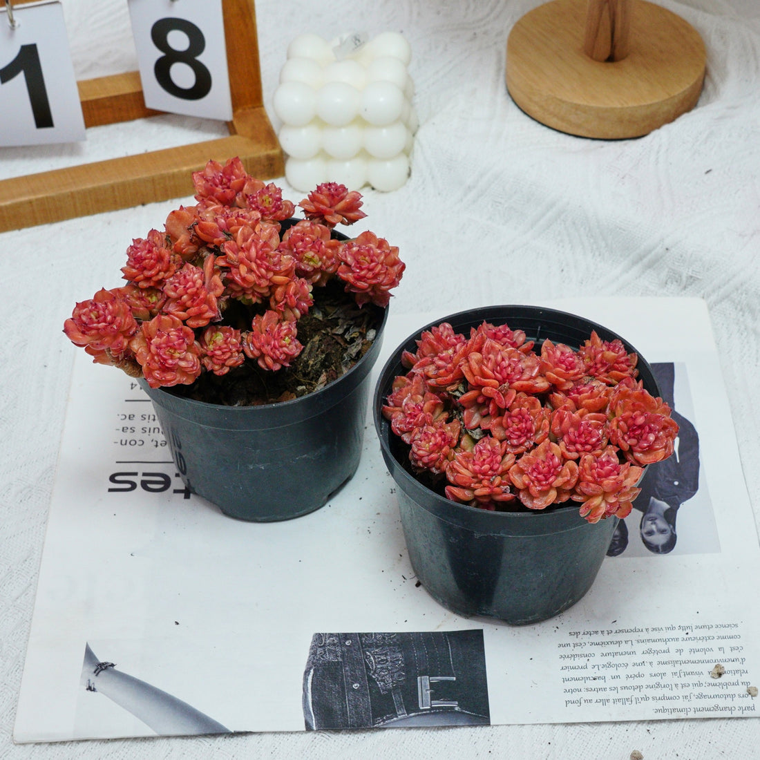5'' Echeveria Rolly, Rare Live Succulent Plants