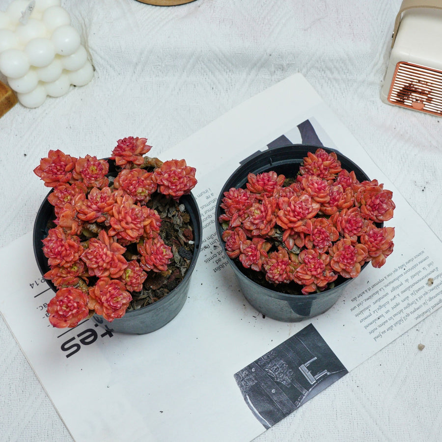 5'' Echeveria Rolly, Rare Live Succulent Plants