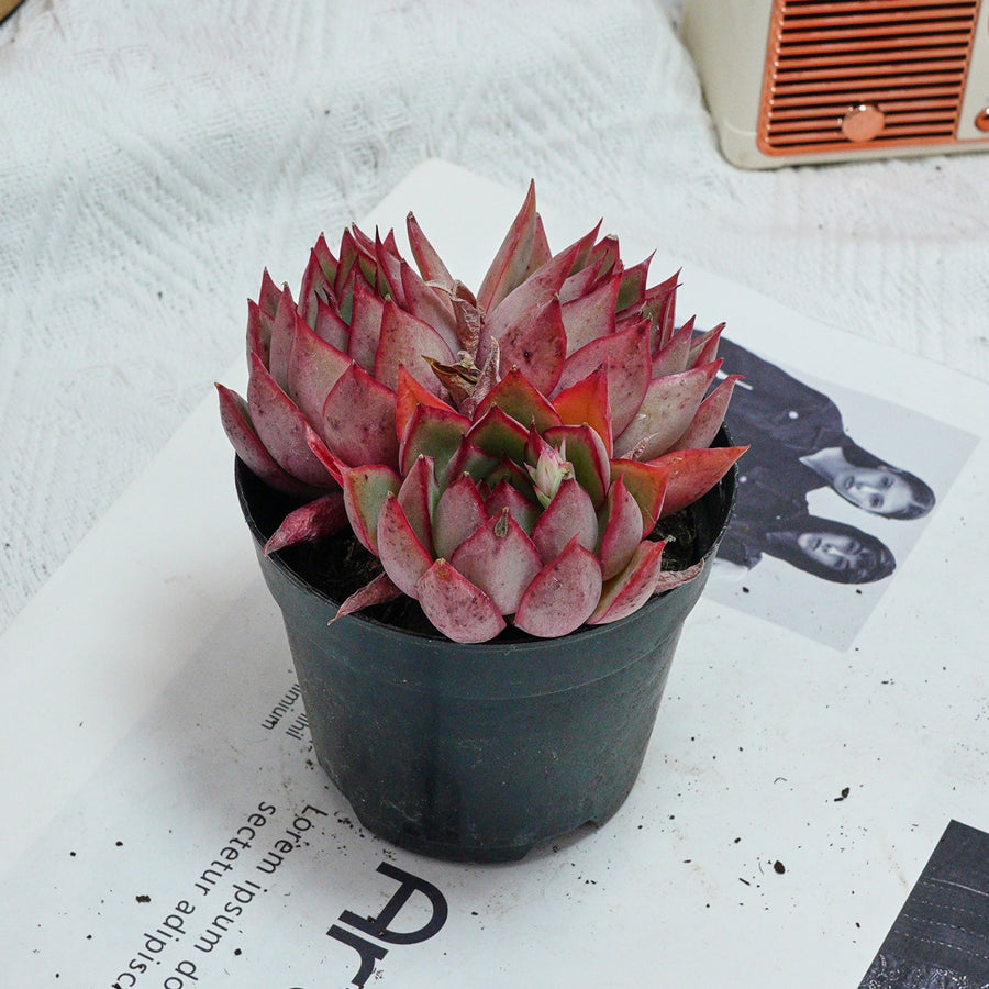 4'' Echeveria Yeon-Deung, Rare Live Succulent Plants