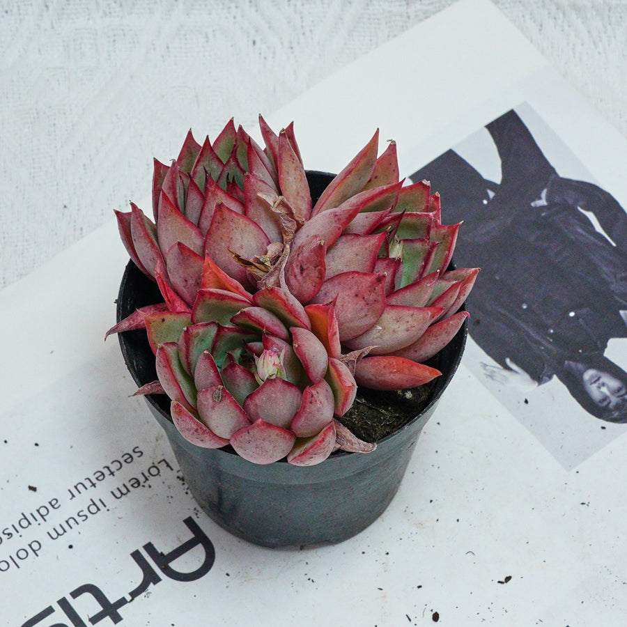 4'' Echeveria Yeon-Deung, Rare Live Succulent Plants