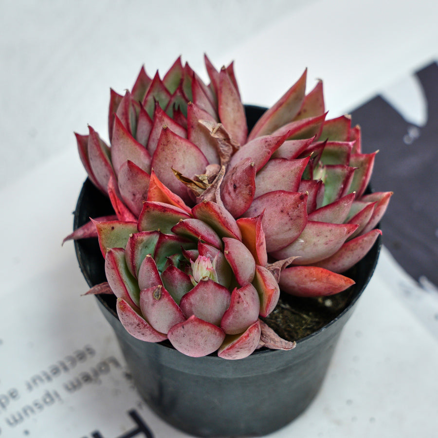succulents dangwa 4'' Echeveria Yeon-Deung, Rare Live Succulent Plants – cocosucculent