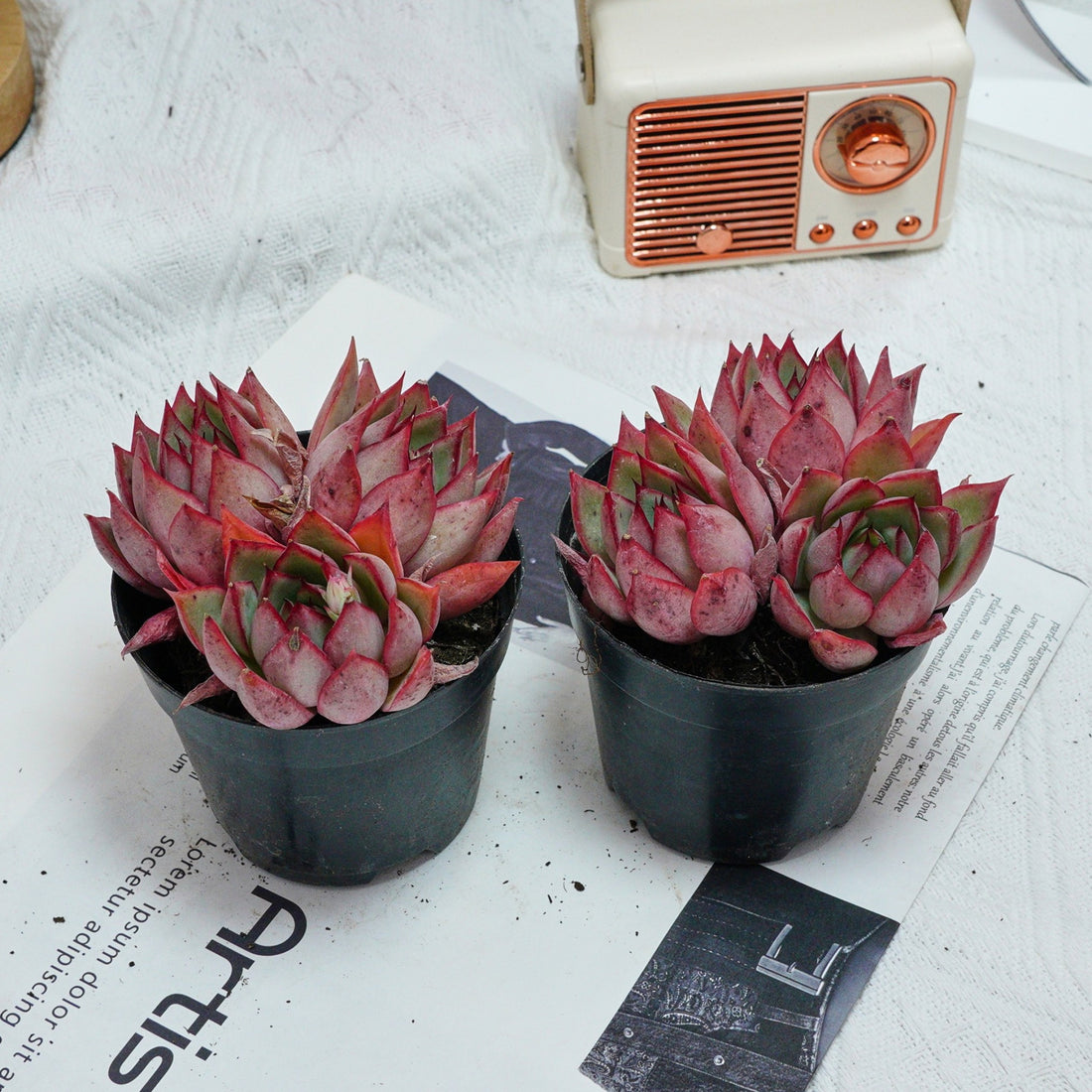 4'' Echeveria Yeon-Deung, Rare Live Succulent Plants