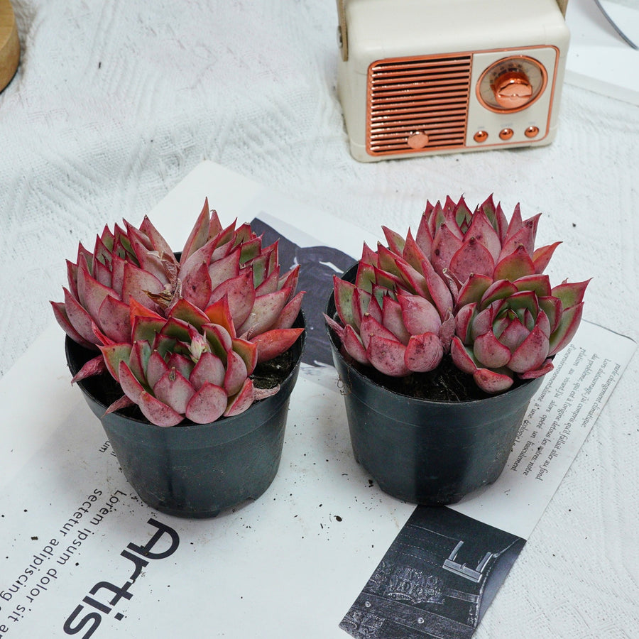 4'' Echeveria Yeon-Deung, Rare Live Succulent Plants