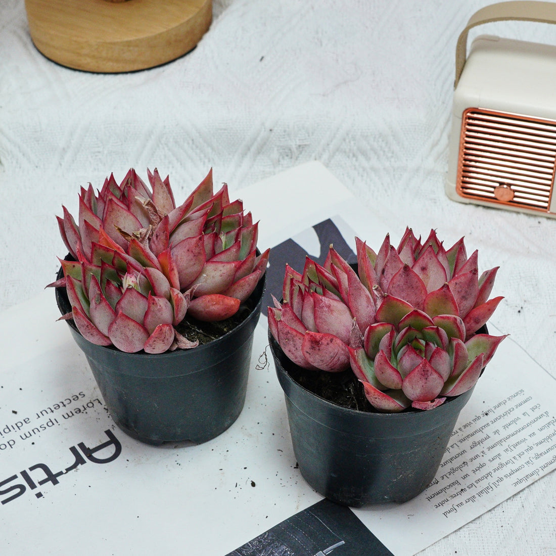 4'' Echeveria Yeon-Deung, Rare Live Succulent Plants