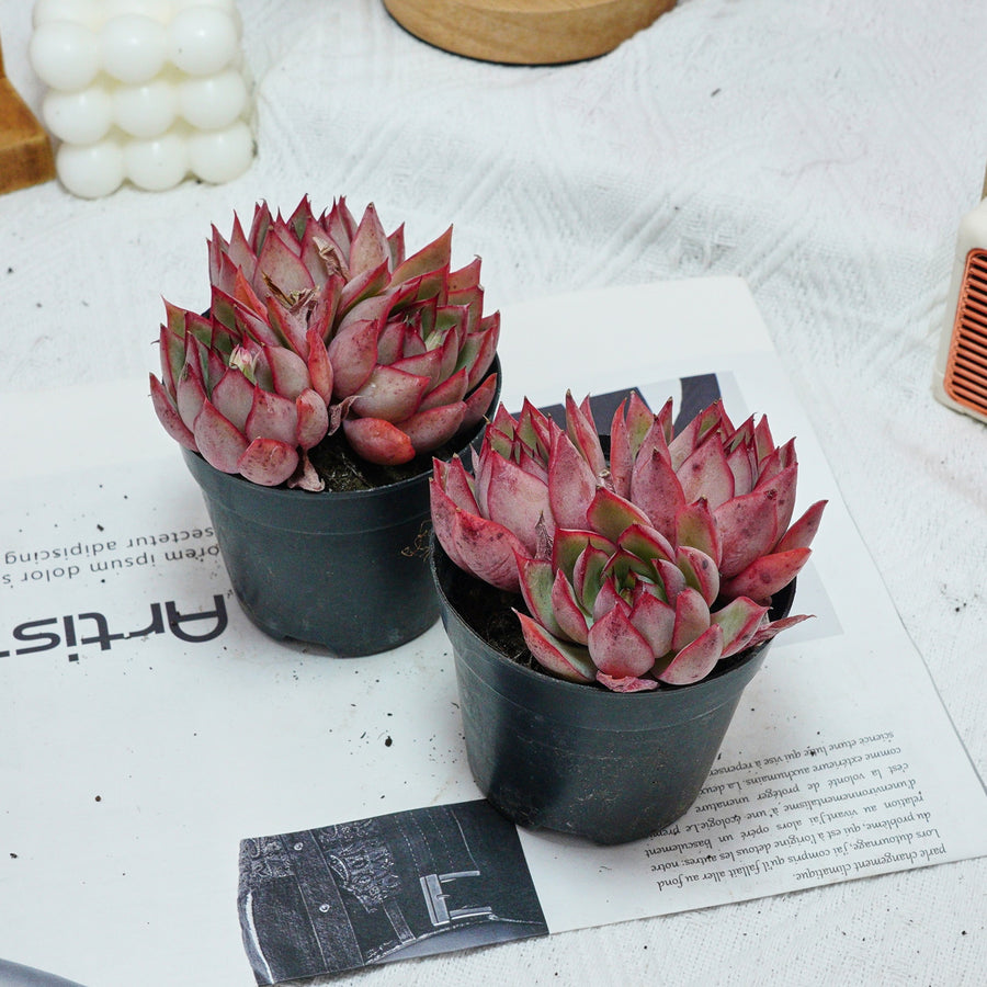 4'' Echeveria Yeon-Deung, Rare Live Succulent Plants