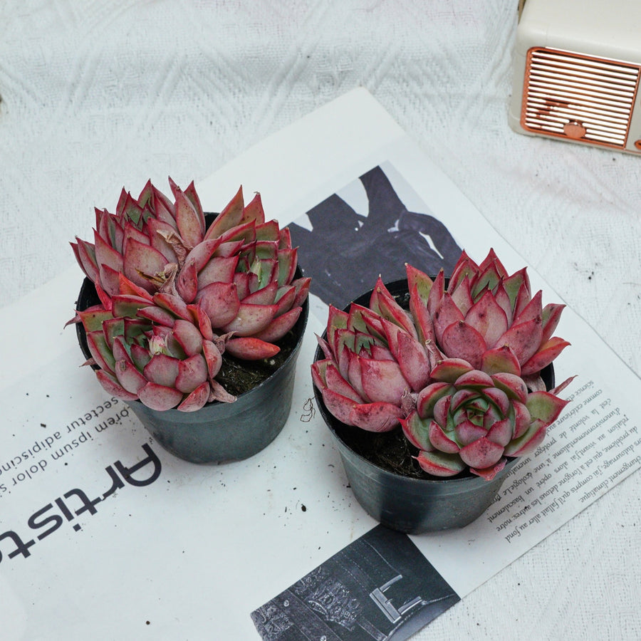 4'' Echeveria Yeon-Deung, Rare Live Succulent Plants