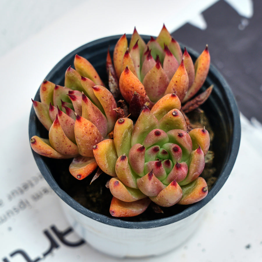 succulent umbrella 4'' Echeveria Red Umbrella, Rare Live Succulent Plants