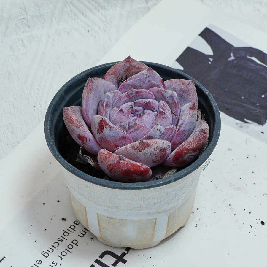 4'' Echeveria Melbourne, Rare Live Succulent Plants