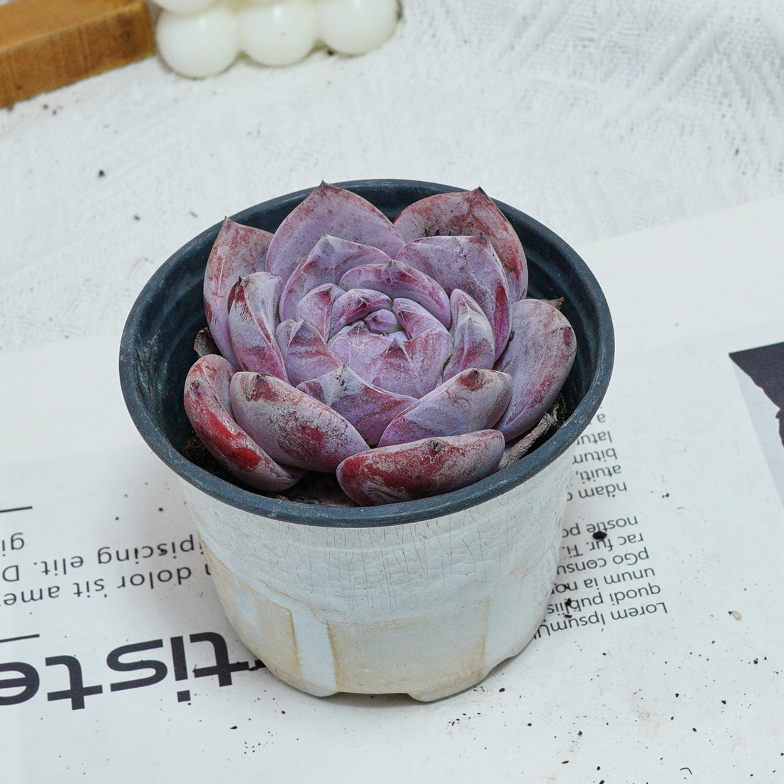 4'' Echeveria Melbourne, Rare Live Succulent Plants