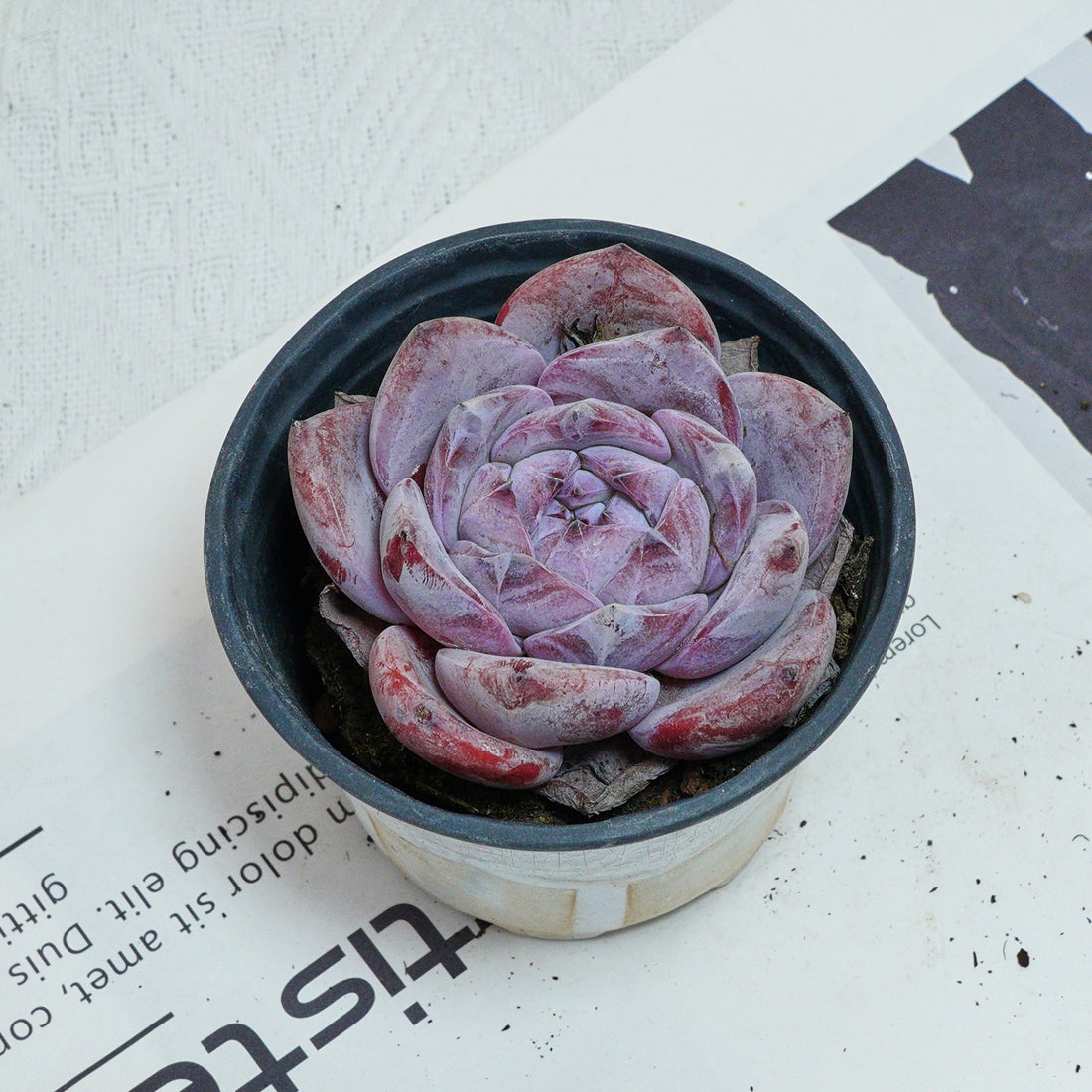 4'' Echeveria Melbourne, Rare Live Succulent Plants