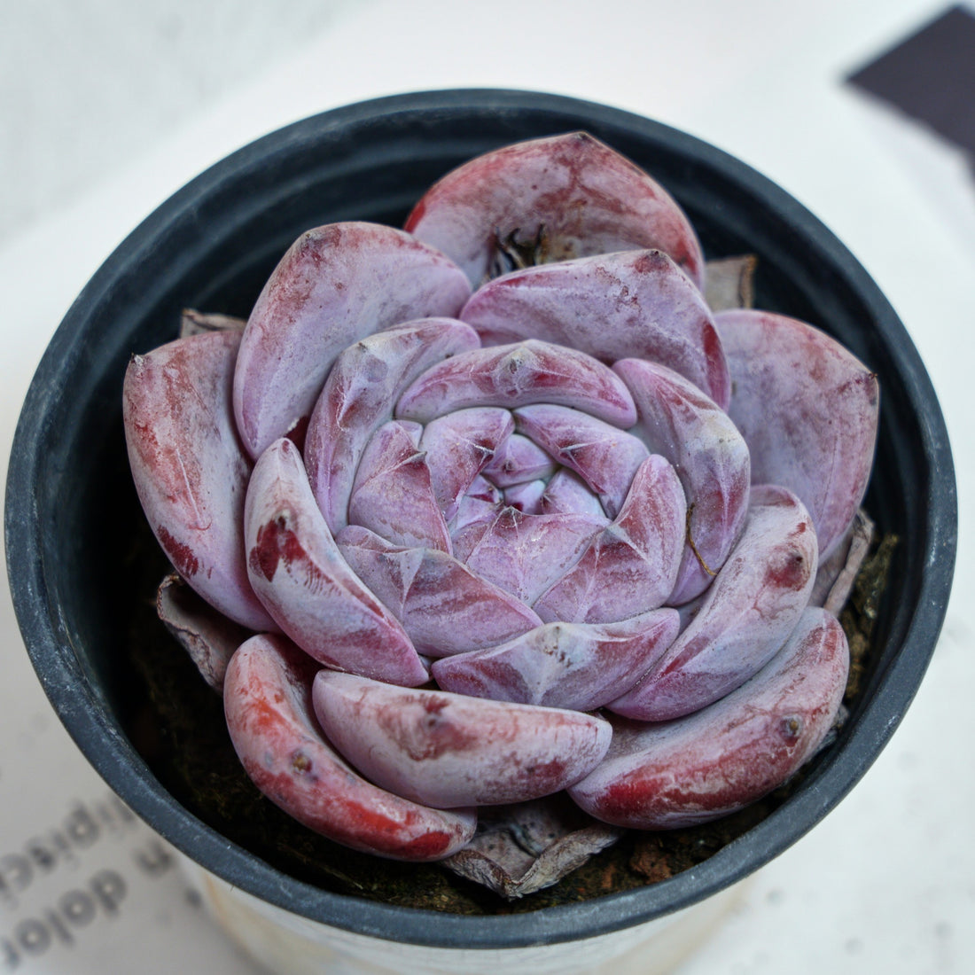 4'' Echeveria Melbourne, Rare Live Succulent Plants