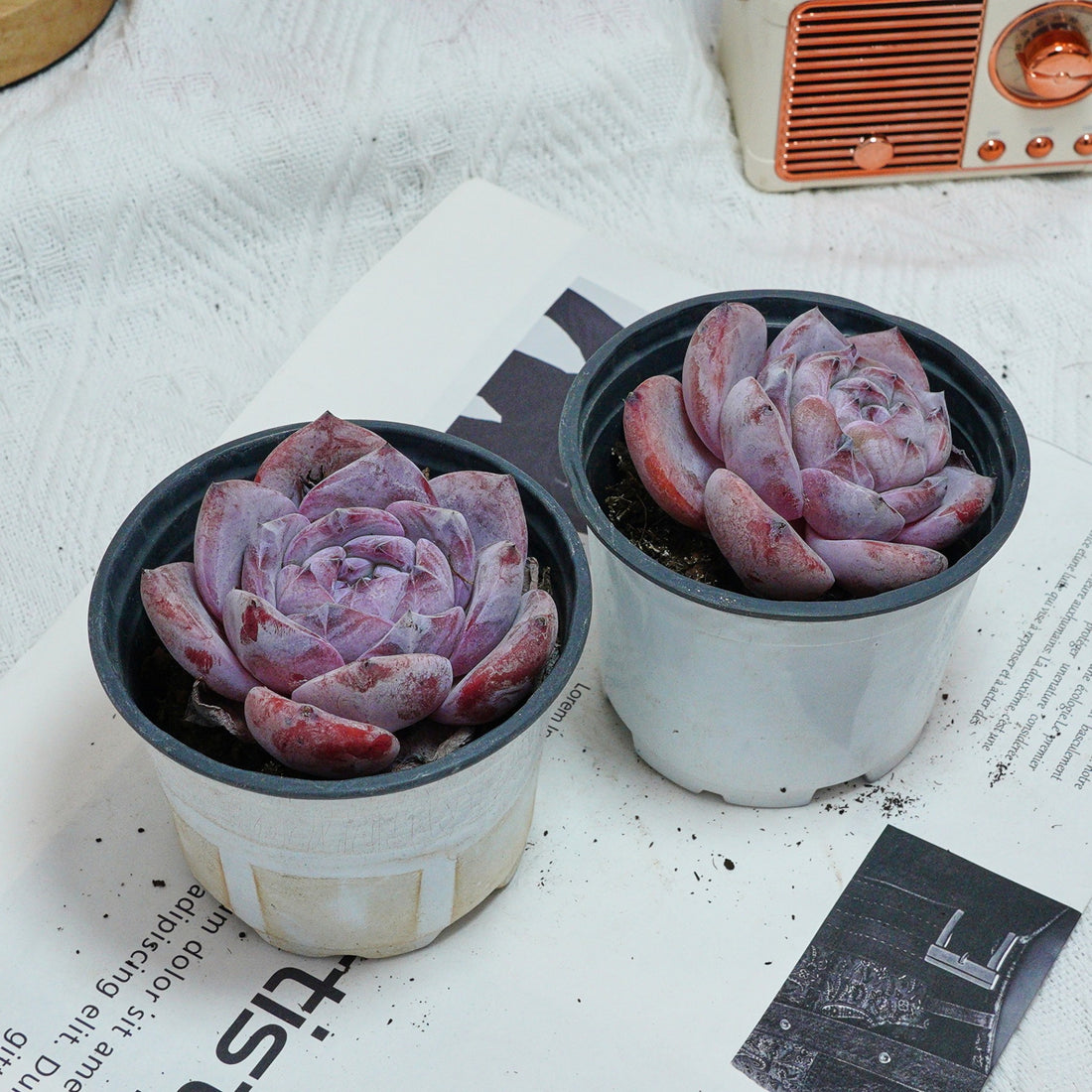 4'' Echeveria Melbourne, Rare Live Succulent Plants