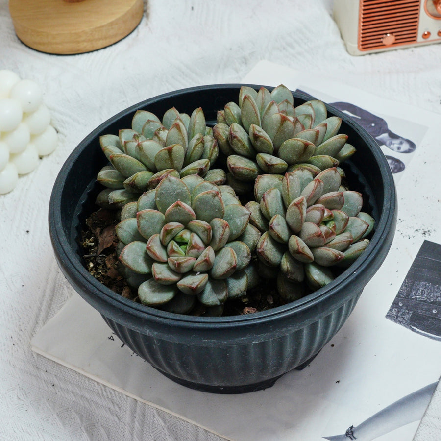 7'' Graptoveria Amethorum, Rare Live Succulent Plants