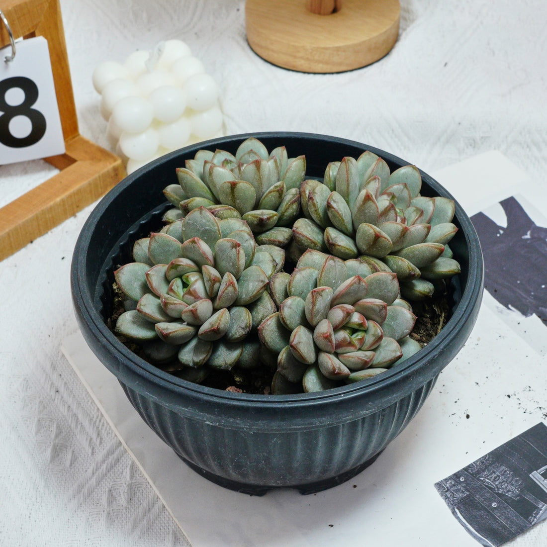 7'' Graptoveria Amethorum, Rare Live Succulent Plants