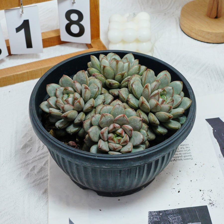 7'' Graptoveria Amethorum, Rare Live Succulent Plants