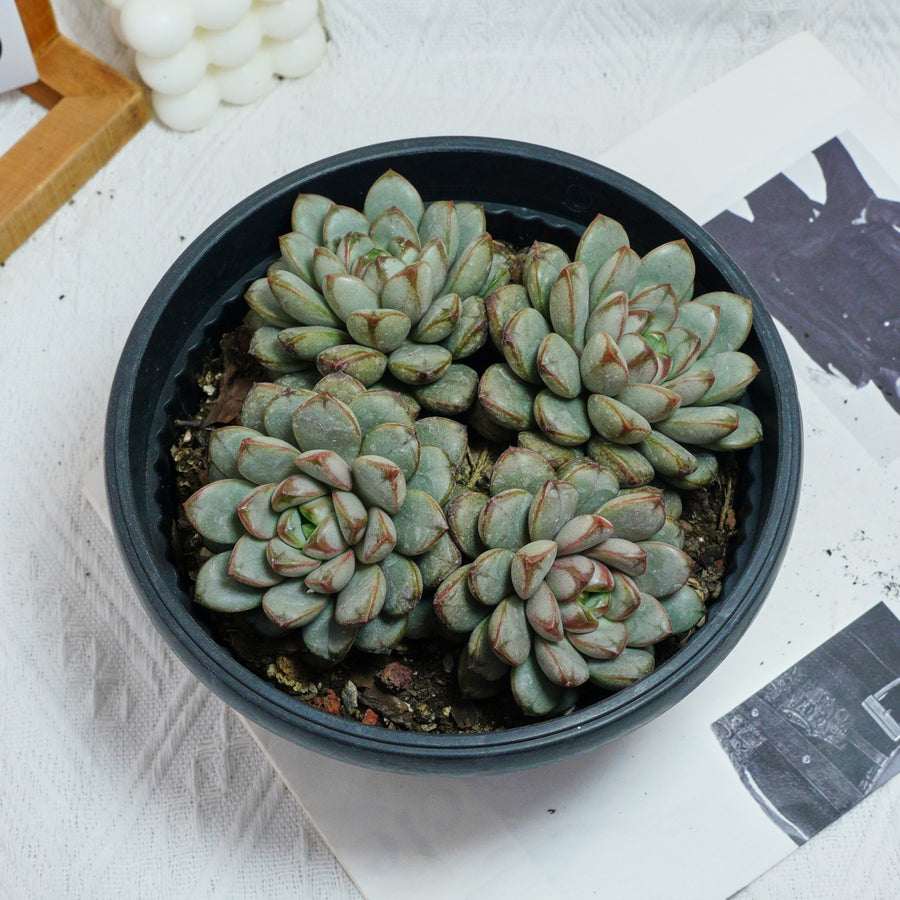 7'' Graptoveria Amethorum, Rare Live Succulent Plants