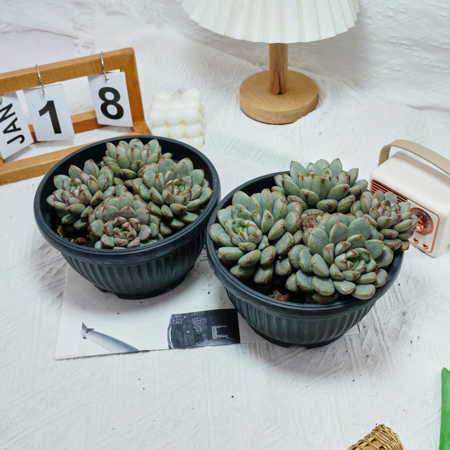 7'' Graptoveria Amethorum, Rare Live Succulent Plants
