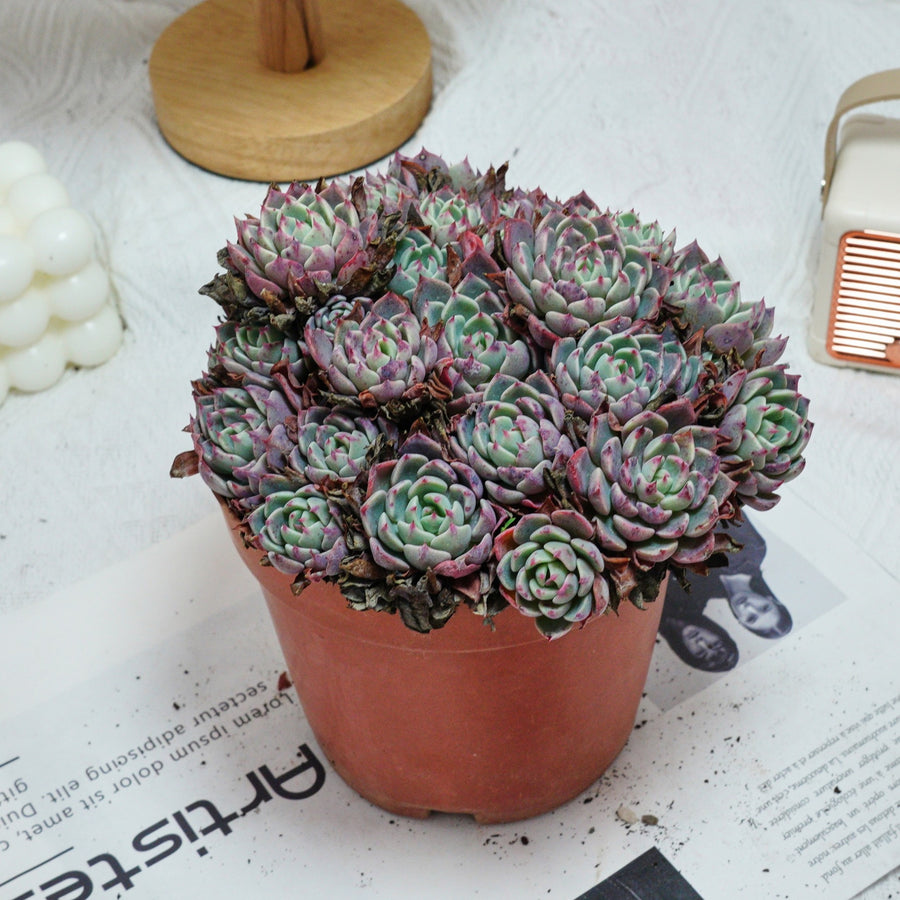 de mini succulent 6'' Echeveria Mini Hook, Rare Live Succulent Plants – cocosucculent