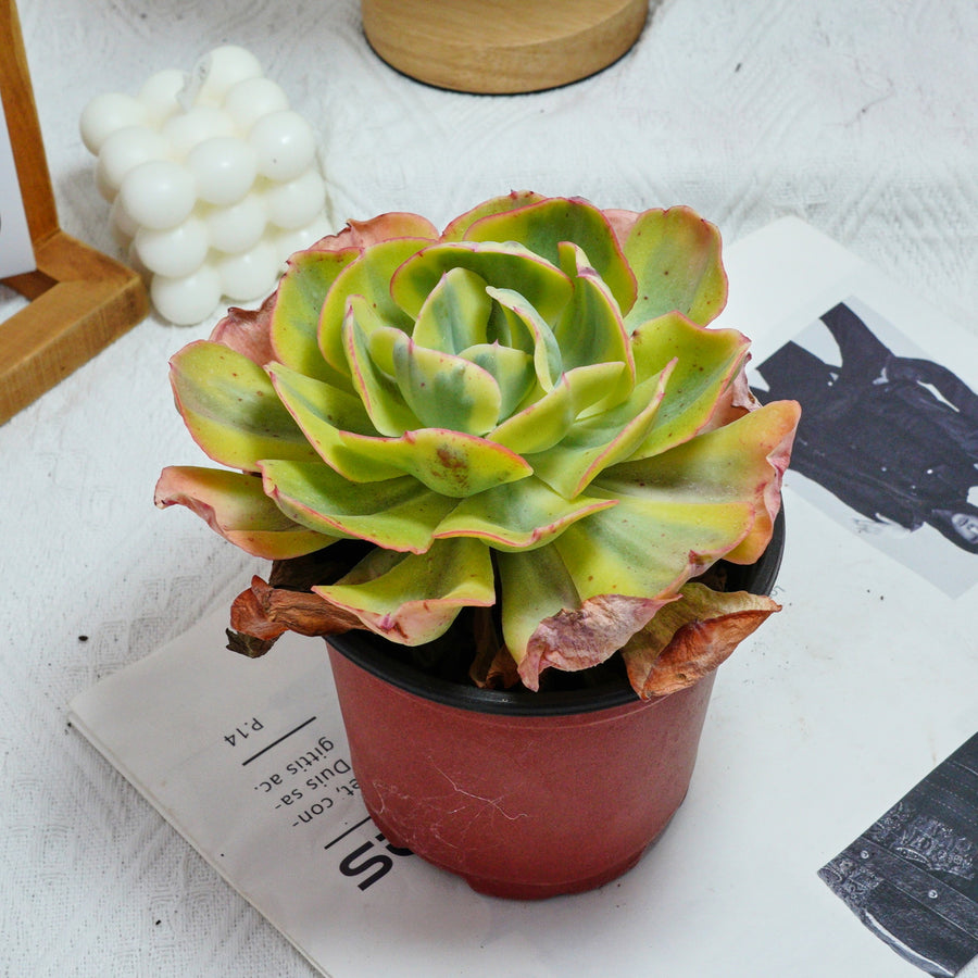 peony succulent 5'' Echeveria Sunset Peony Variegated, Rare Live Succulent Plants