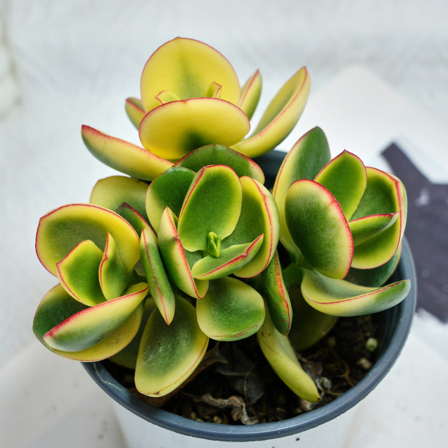 succulent plant 5 letters 5'' Crassula Ovata Variegated, Rare Live Succulent Plants