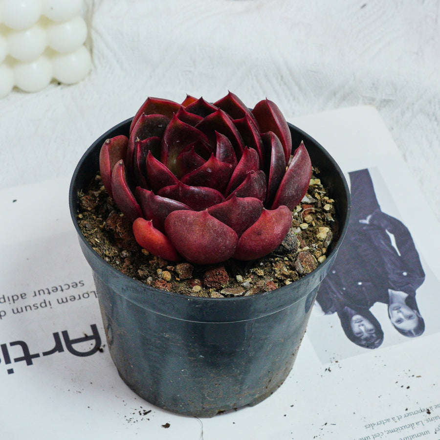 reddish succulent plants 4'' Echeveria Red Light, Rare Live Succulent Plants – cocosucculent