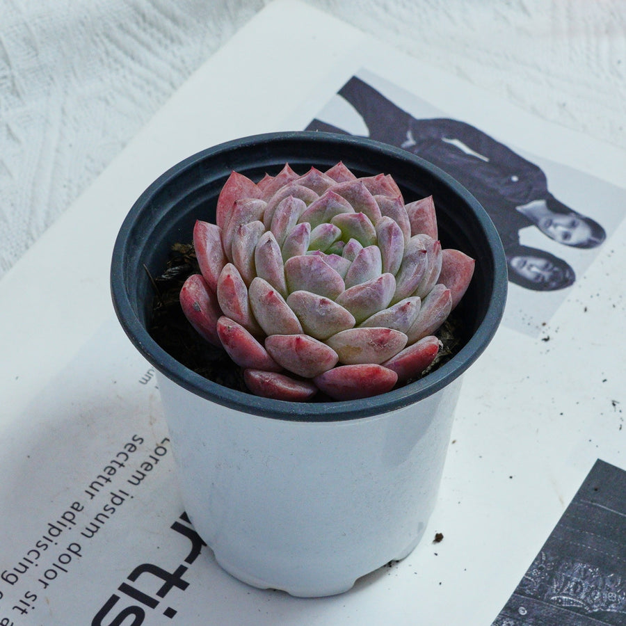 3.5'' Echeveria Pink Apparition Rare Live Succulent Plants