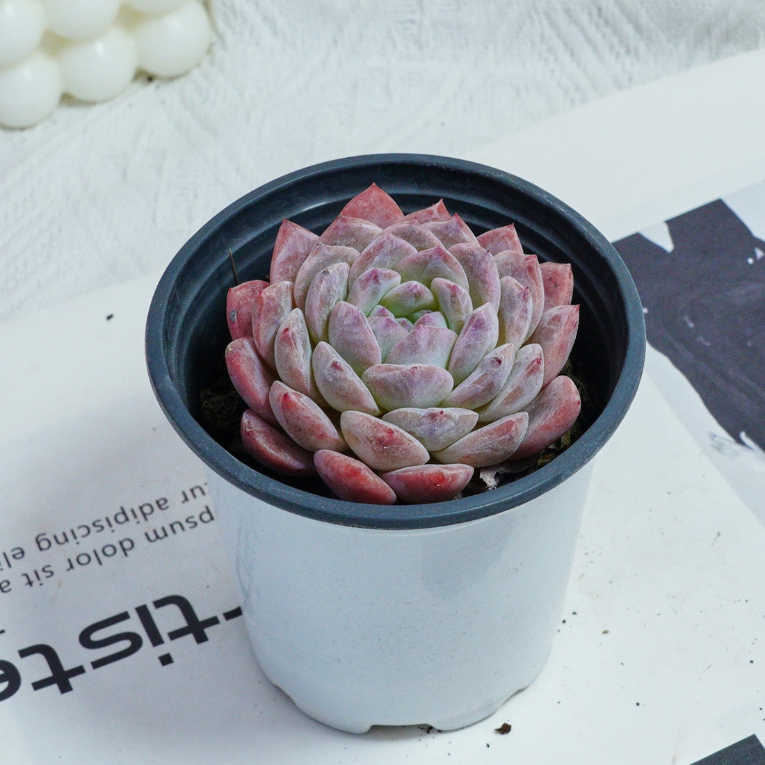 3.5'' Echeveria Pink Apparition Rare Live Succulent Plants