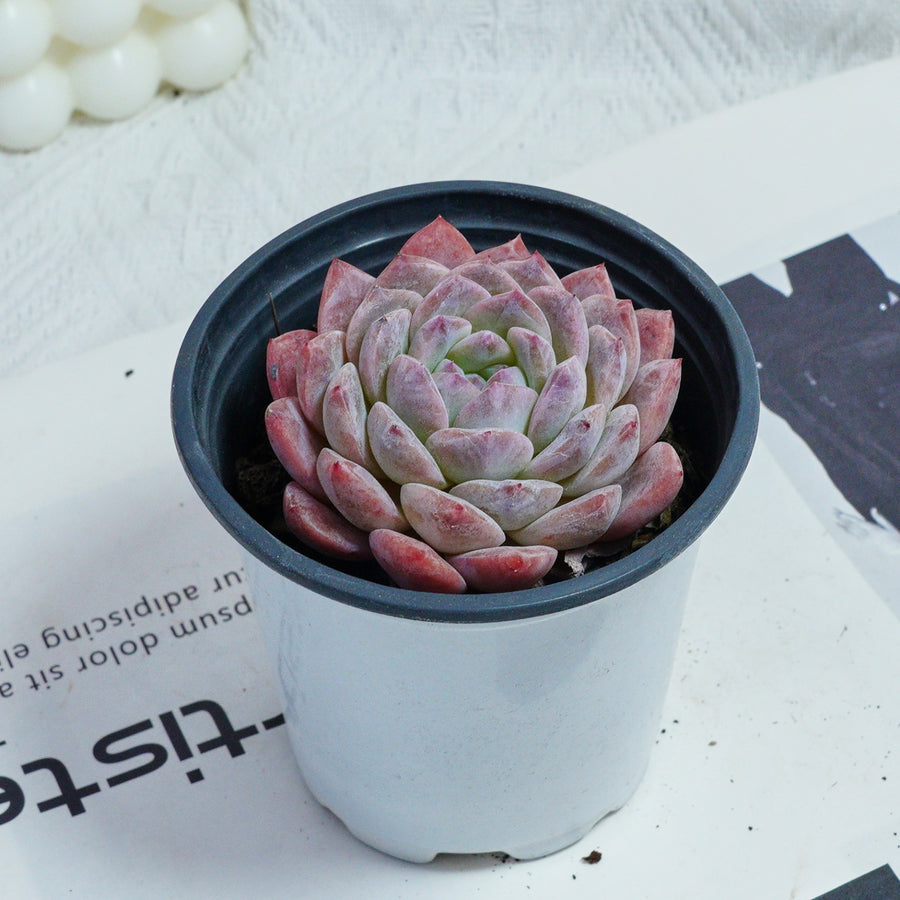 3.5'' Echeveria Pink Apparition Rare Live Succulent Plants