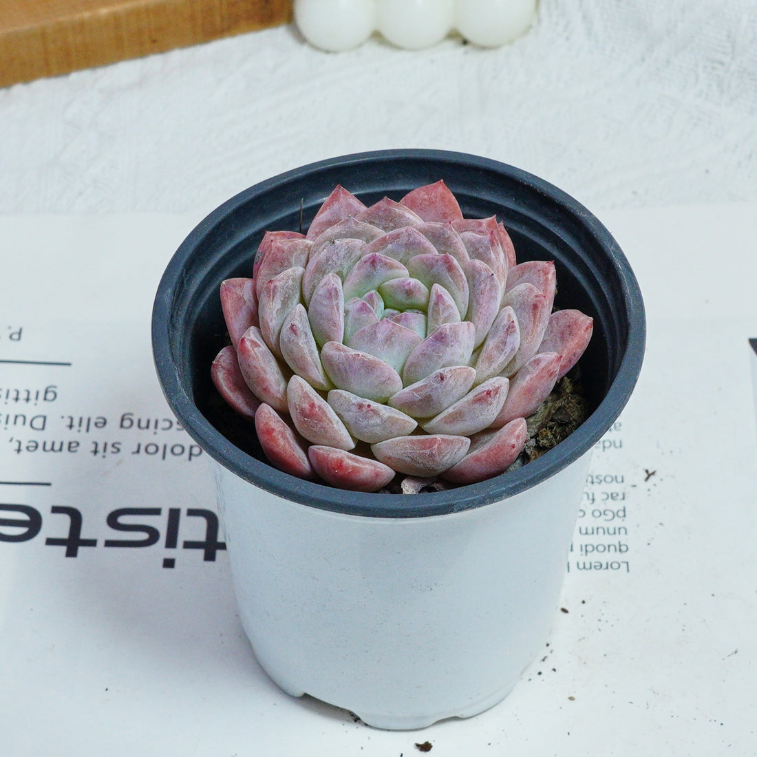 3.5'' Echeveria Pink Apparition Rare Live Succulent Plants