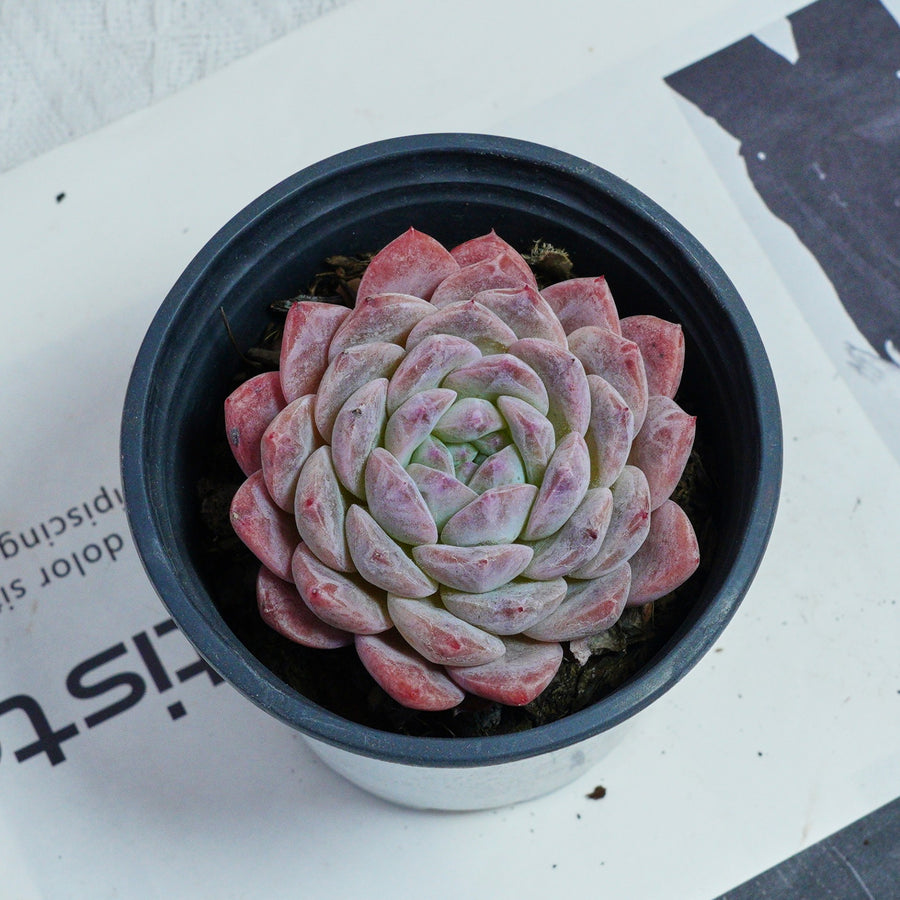 3.5'' Echeveria Pink Apparition Rare Live Succulent Plants