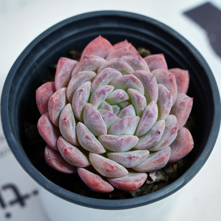 3.5'' Echeveria Pink Apparition Rare Live Succulent Plants