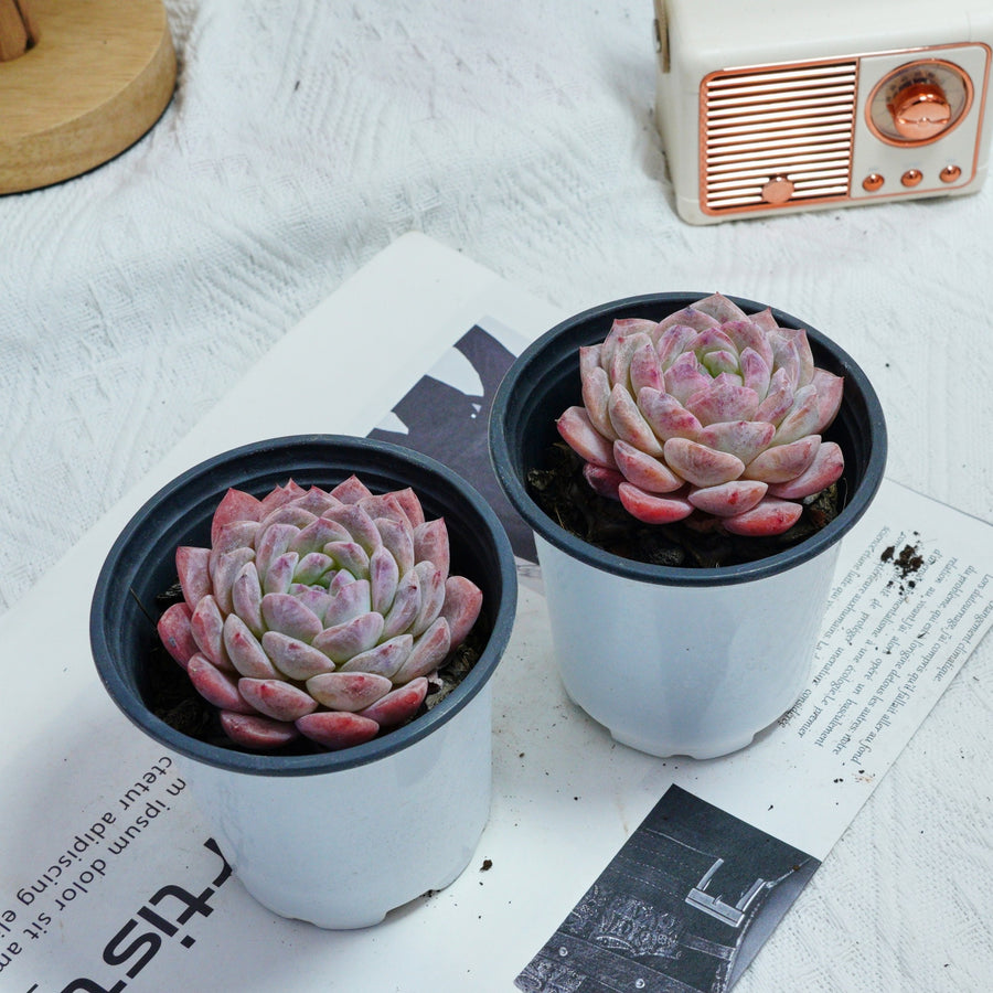 3.5'' Echeveria Pink Apparition Rare Live Succulent Plants
