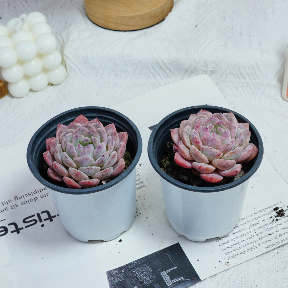 3.5'' Echeveria Pink Apparition Rare Live Succulent Plants